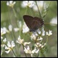 Ilex_Hairstreak_1