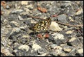 Large_Chequered_Skipper_2