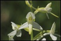 Lesser_Butterfly_Orchid_1