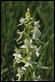 Lesser_Butterfly_Orchid_2