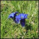 _MG_1551_Gentian