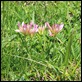 _MG_1575_Alpine_Clover