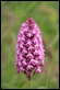 _MG_1612_Pyramidal_Orchid