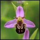 _MG_1616_Bee_Orchid