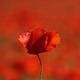 Poppies_1