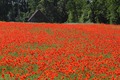 Poppies_2