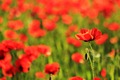 Poppies_4