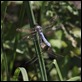 Southern_Darters_1