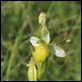 White_Bee_Orchid1