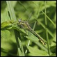 Yellow_Clubtail_1