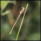 Common_Winter_Damselfly_1