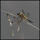Four-spotted_Chaser_1