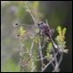 Large_White-faced_Darter_1