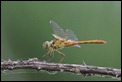 Southern_Darter_teneral_male_2