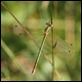 Southern_Emerald_Damselfly_1