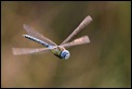 Southern_Migrant_Hawker_1