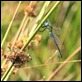 Southern_Migrant_Hawker_2
