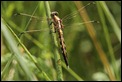 White-tailed_Skimmer_1