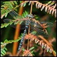 J01_0070 Common Hawker male