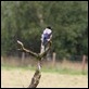 J01_0154 Hooded Crow