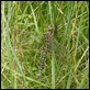 P1020672 Common Hawker female