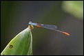 J01_1132 Ornate Coraltail