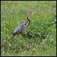 J01_1913 BSP Purple Heron