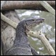 J01_1923 Monitor Lizard