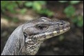 J01_2022 SBG Monitor Lizard