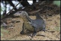 J01_2028 SBG Monitor Lizard