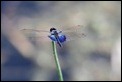 J01_2079 Sapphire Flutterer