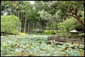 _MG_5048 BSP Lotus Pond