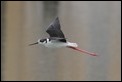 J01_2320 Black-winged Stilt