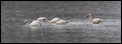 J01_2343 Calpe Flamingos