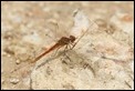 J01_2346 Red-veined Darter