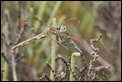 J01_2348 Red-veined Darter