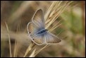 J01_2356 Lang's Short-tailed Blue