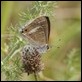 J01_2359 Lang's Short-tailed Blue