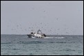 J01_2368 Flocking Trawler