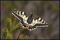 J01_2392 Swallowtail