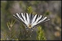 J01_2397 Southern Swallowtail