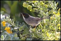 J01_2403 Sardinian Warbler