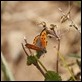 J01_2433 Small Copper