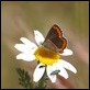 J01_2436 Brown Argus