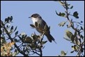 J01_2498 Sardinian Warbler
