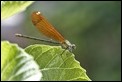 J01_2514 Calopteryx haemorrhoidalis fem