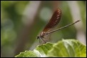 J01_2517 Calopteryx haemorrhoidalis