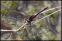 J01_2857 White-faced Darter male