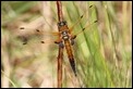 J01_2873 Four-spotted Chaser male