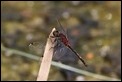 J01_2883 White-faced Darter male